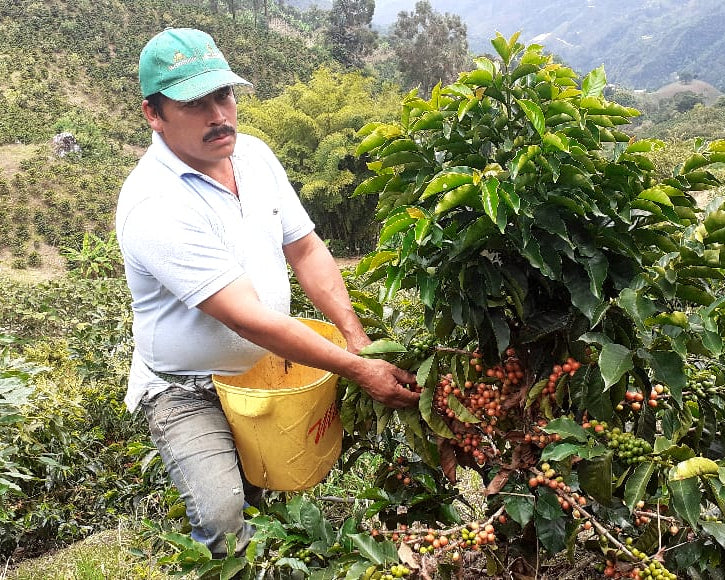 Faver Ninco's AAA pink bourbon is truly a highlight coffee this year at Maker