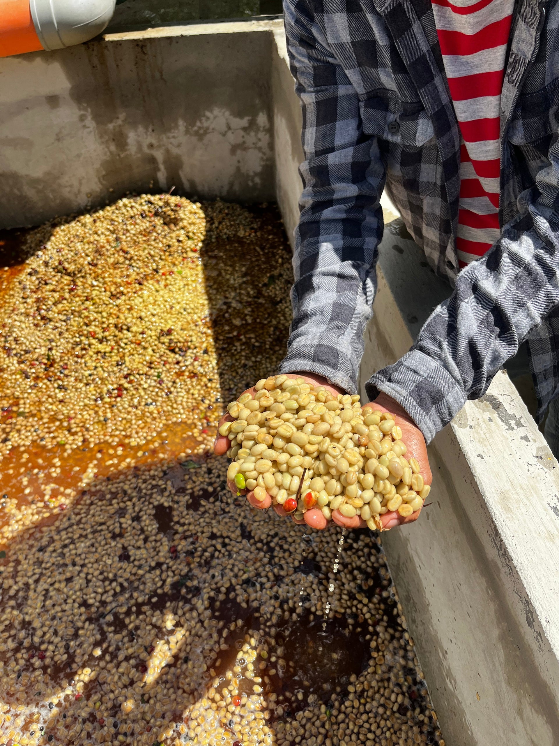 From the Mayan mountains of Huehuetenango, Los Ancestros is the latest espresso at Maker