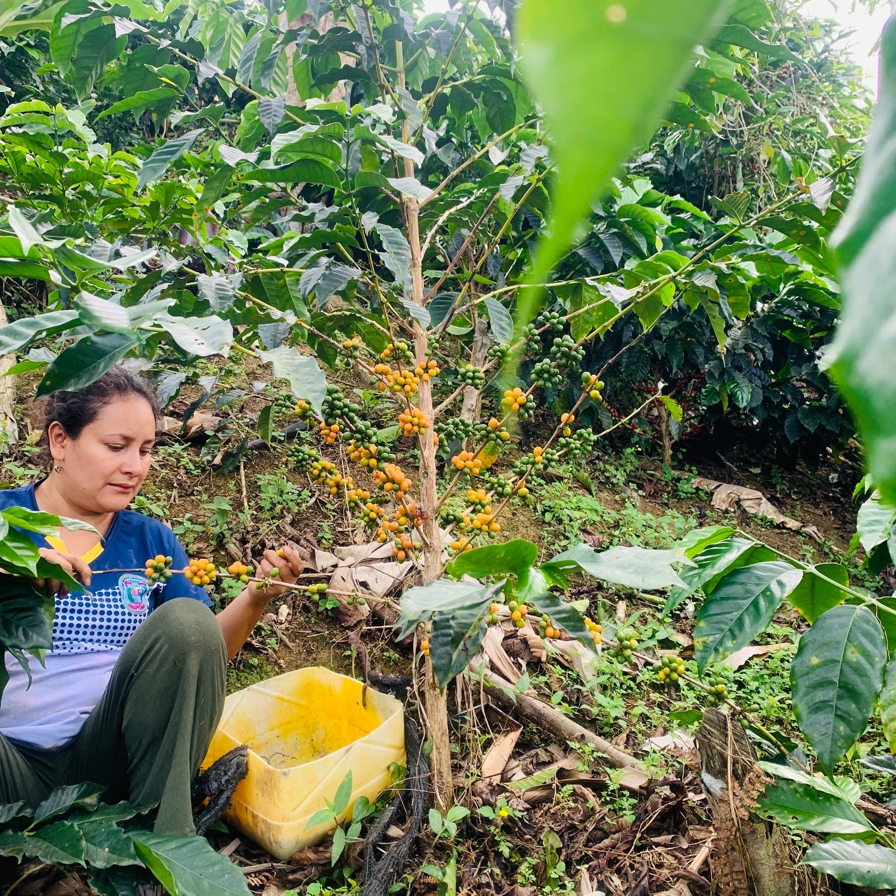 Milagros Ramirez's Yellow Gesha is our latest Select Series drop