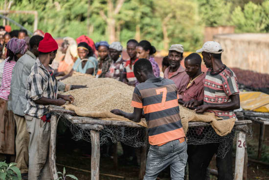 A standout coffee from Chelchele, Yirgacheffe