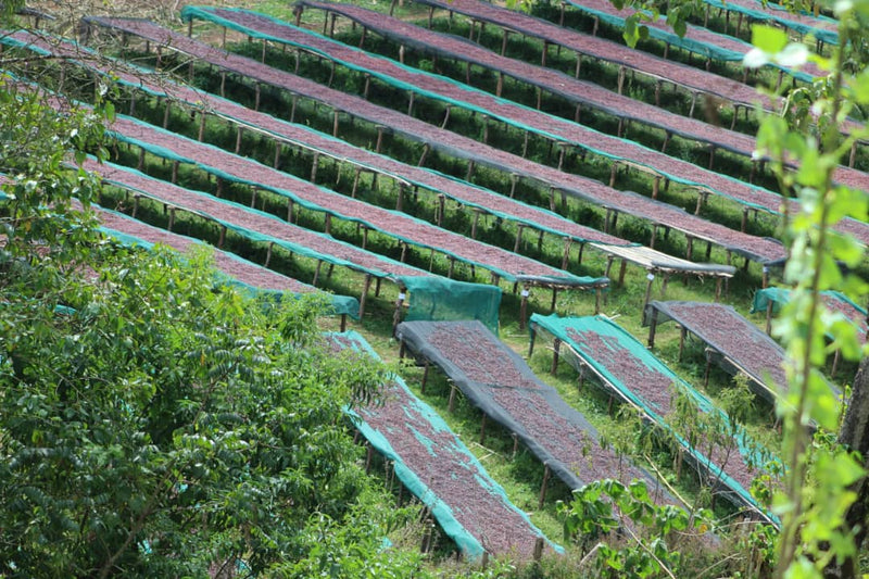 Our Seasonal Filter Natural just got an update!