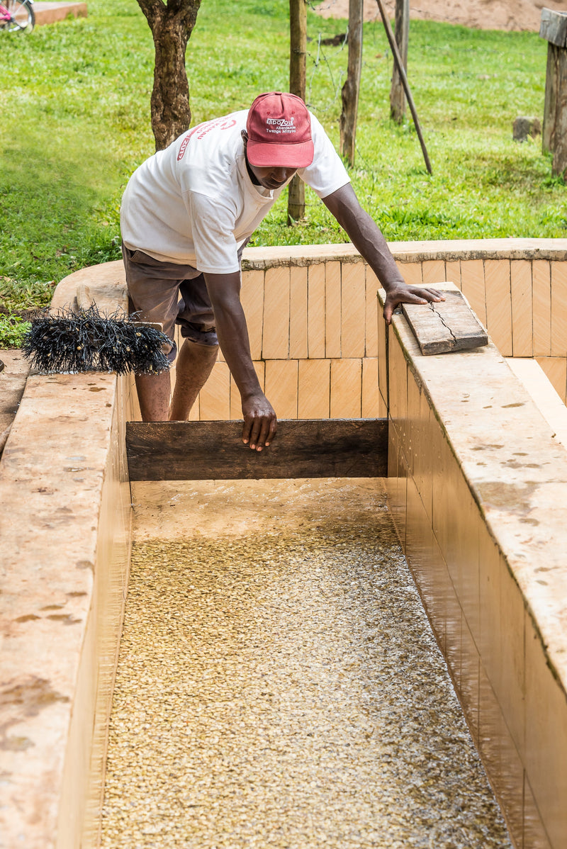 This single producer lot exported from Kenya is as rare as it is delicious!