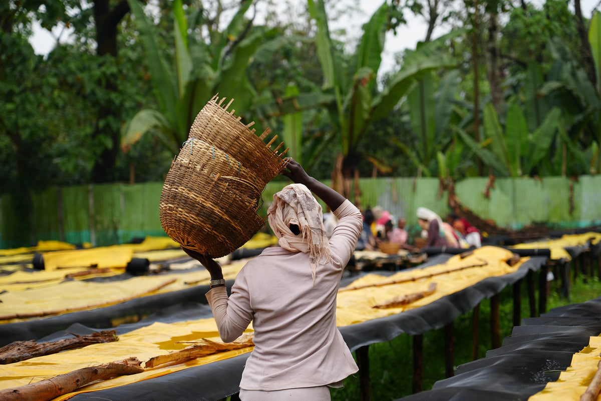 Say hello to Adorsi, the first fresh crop Ethiopian to land at Maker this year