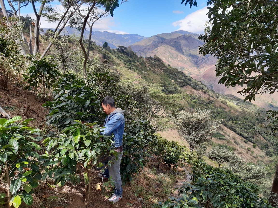 Los Rosales from Nariño is our latest 'Washed' Seasonal Filter