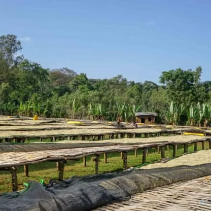 Bekele - Washed - Ethiopia (Filter Roast)