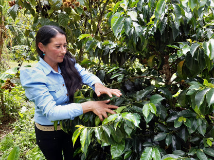 Gloria AAA - Washed - Colombia (Filter Roast)