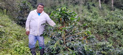 La Danta Producers - Washed - Peru (Filter Roast)