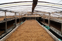 Aponte - Honey - Colombia (Filter Roast)