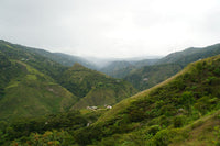 Aponte - Honey - Colombia (Filter Roast)