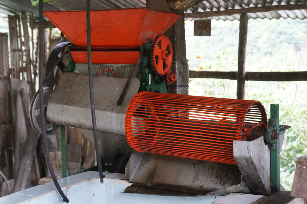 Cajamarca - Washed - Colombia (Filter Roast)