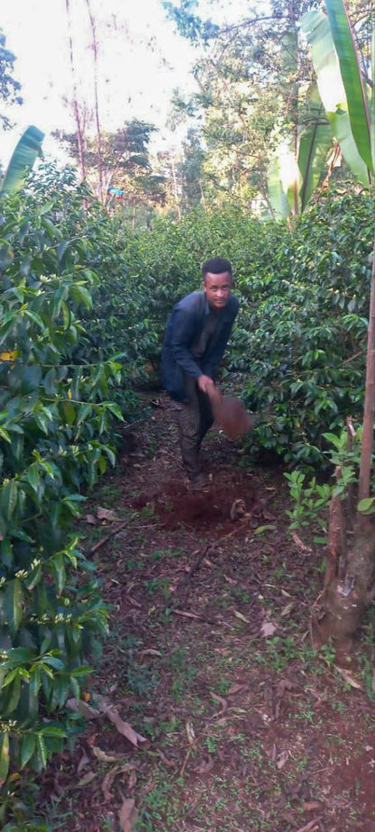 Bekele - Washed - Ethiopia (Filter Roast)