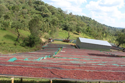 Seasonal Filter - Natural - (Filter Roast)