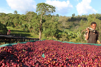 Seasonal Filter - Natural - (Filter Roast)