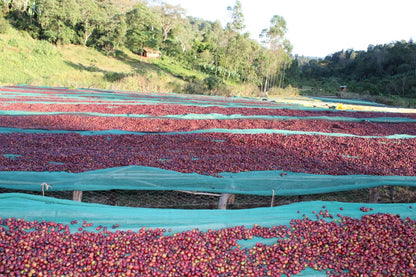 Seasonal Filter - Natural - (Filter Roast)