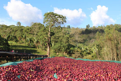 Seasonal Filter - Natural - (Filter Roast)