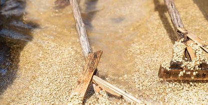 Seasonal Filter - Natural - (Filter Roast)