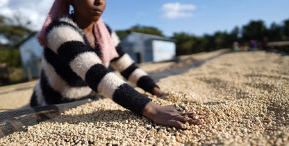 Seasonal Filter - Natural - (Filter Roast)