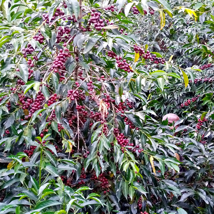 Ocholo Bedecho -Arsosala - Natural - Ethiopia (Filter Roast)