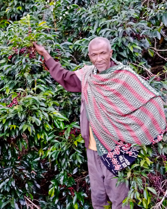 Ocholo Bedecho -Arsosala - Natural - Ethiopia (Filter Roast)