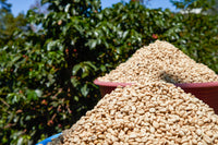 Select Series 2025 - Firmin Aguilar Escalante - Gesha - Anaerobic Washed -  100g - Tin