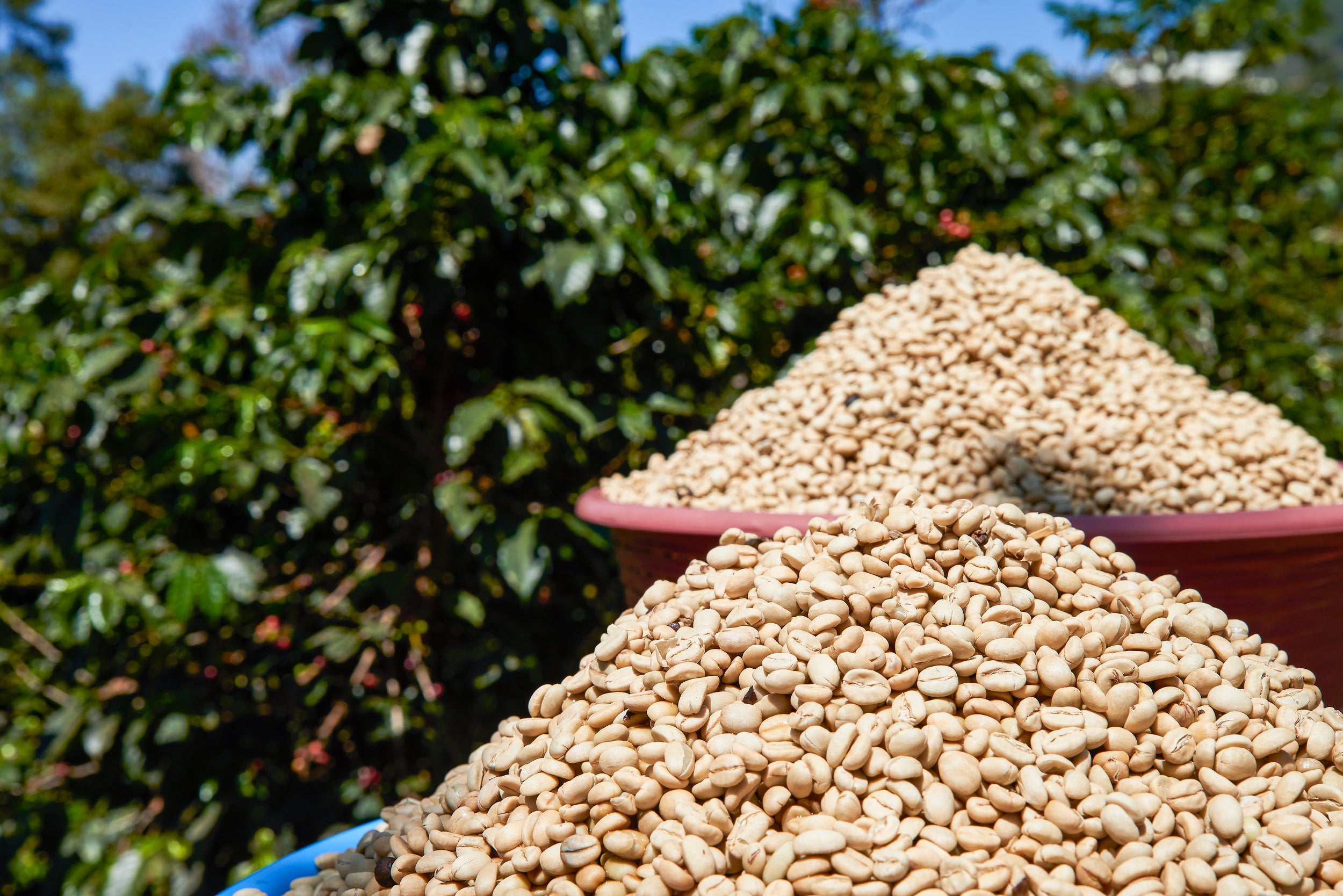 Select Series 2025 - Firmin Aguilar Escalante - Gesha - Anaerobic Washed -  100g - Tin