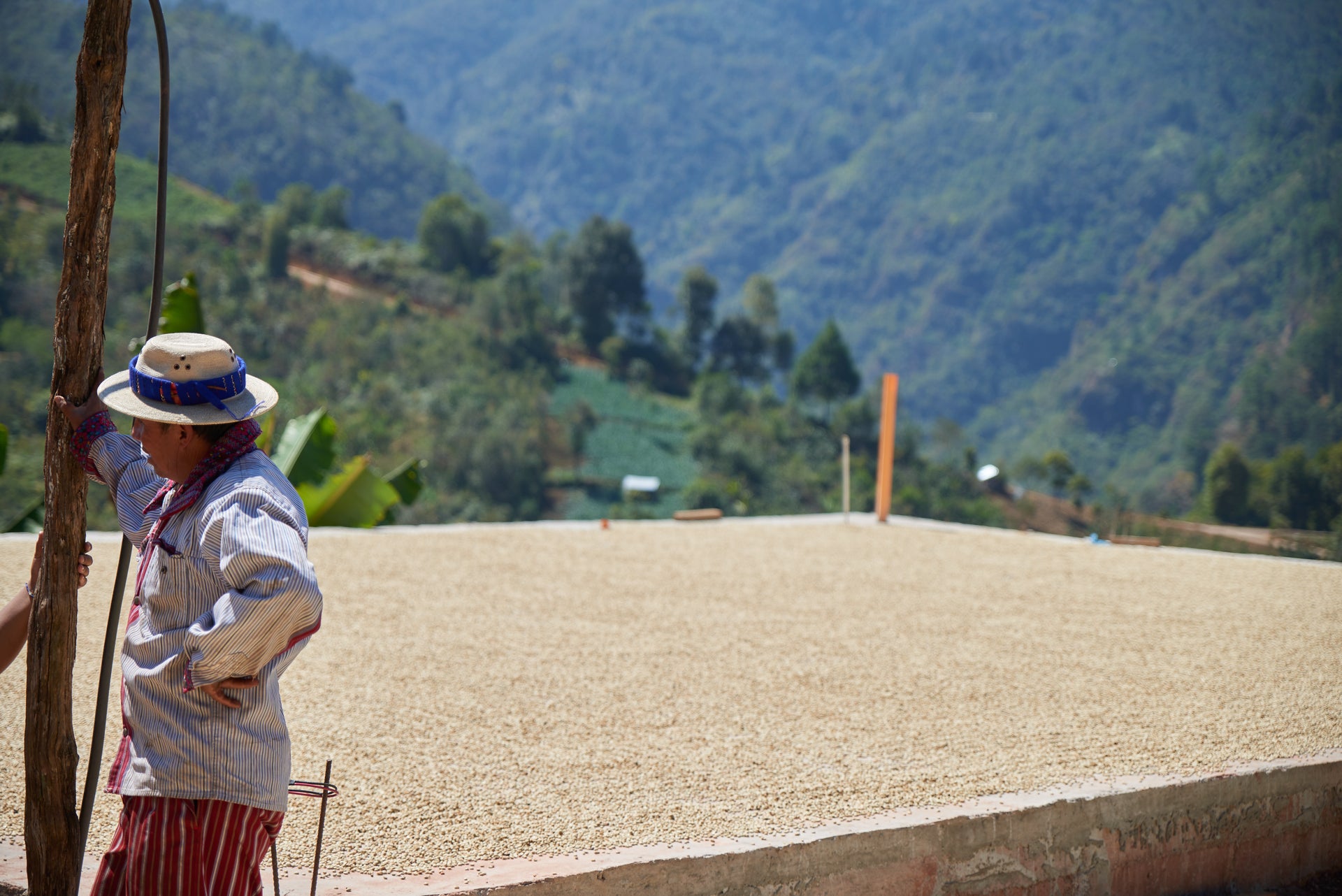 Person tending to coffee beans drying in the sun with a mountainous landscape in the background