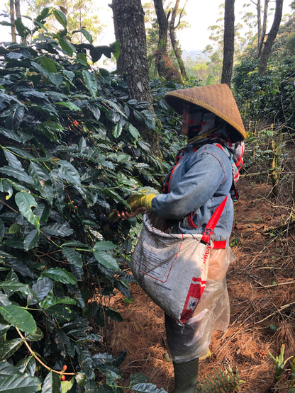 Frinsa Collective - Washed - Indonesia (Espresso Roast)