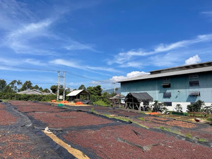 Frinsa Collective - Washed - Indonesia (Espresso Roast)