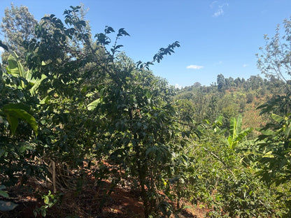 Bnivaans Estate AA - Washed - Kenya (Filter Roast)