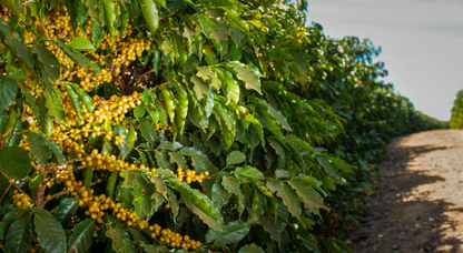 Serra da Canastra - Natural - Brazil (Espresso Roast)