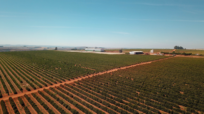 Serra da Canastra - Natural - Brazil (Espresso Roast)