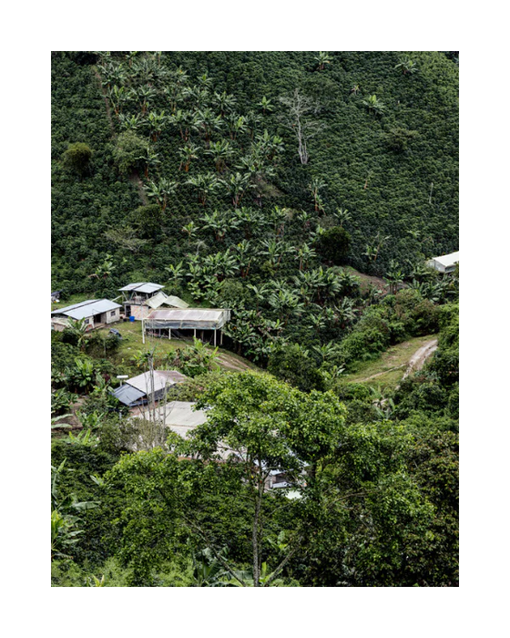 Decaf - Washed - Colombia (Filter Roast)