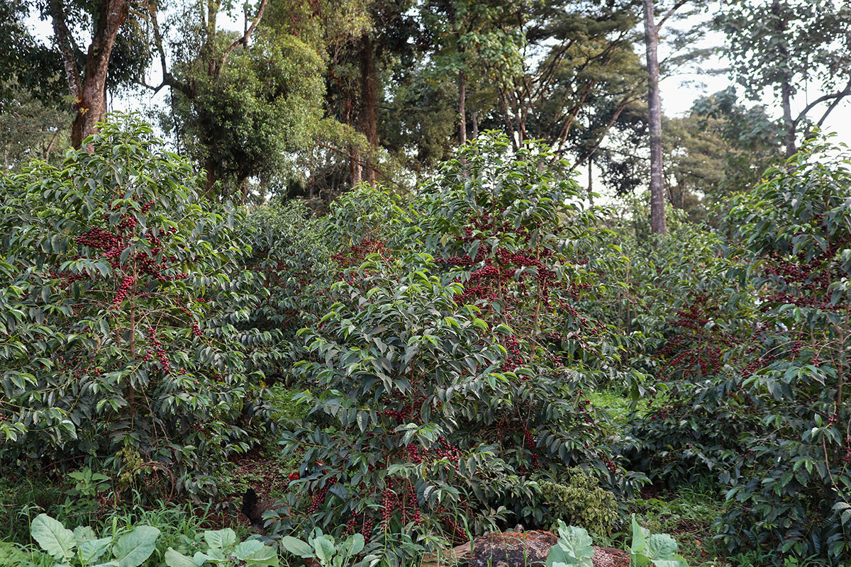 PRE ORDER - Select Series 2025 - Huke - Premium Cherry Selection - Kurume & Wolisho, Natural - Ethiopia 100g - Tin