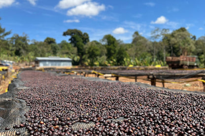 Select Series 2026 - Huke - Premium Cherry Selection - Kurume & Wolisho, Natural - Ethiopia 100g - Tin