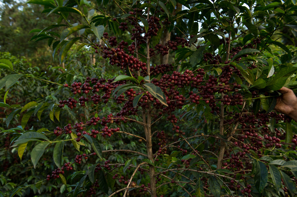 PRE ORDER - Select Series 2025 - Huke - Premium Cherry Selection - Kurume & Wolisho, Natural - Ethiopia 100g - Tin