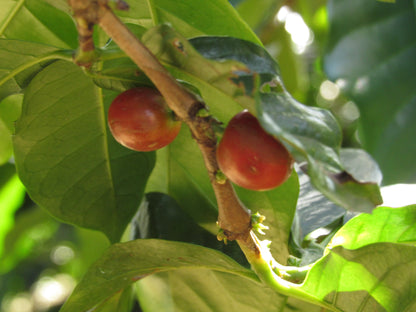 Karatina Kieni AA - Washed - Kenya (Filter Roast)