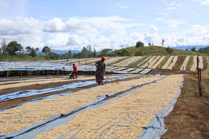 AM Kwongi - Washed - Papua New Guinea (Espresso Roast)