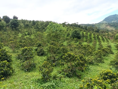 Jhoan Dussan AAA - Honey - Colombia (Filter Roast)