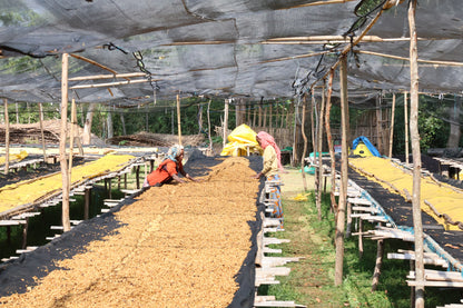 Adorsi - Washed - Ethiopia (Filter Roast)