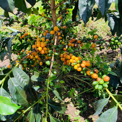 PRE ORDER (Roast Date: 24th August) - Select Series 2026 - Milagros Ramirez - Gesha - Washed -  100g - Tin