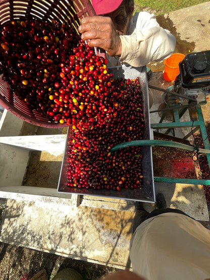 Los Ancestros - Washed - Guatemala (Espresso Roast)