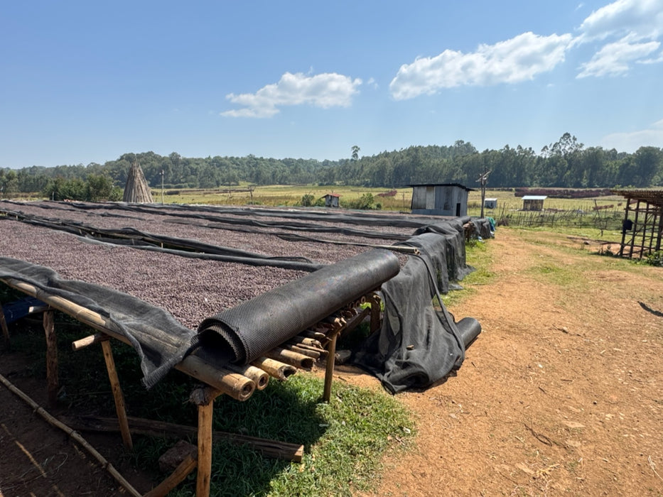 Abedo - Natural - Ethiopia (Filter Roast)