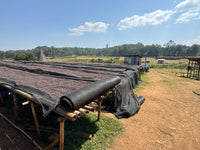Abedo - Natural - Ethiopia (Espresso Roast)
