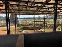 Abedo - Natural - Ethiopia (Espresso Roast)