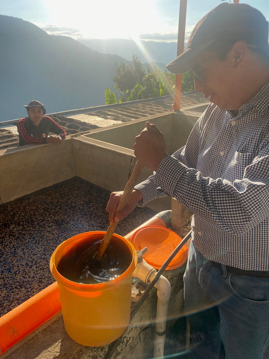 Arlam Aguirre - Washed - Guatemala (Espresso Roast)