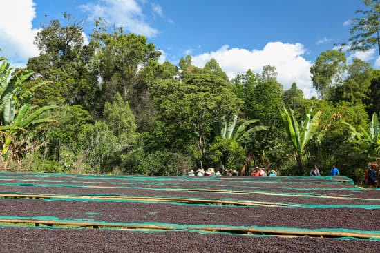 Mr. Bekele Gemeda - Halo Beriti - Washed - Ethiopia (Espresso Roast)