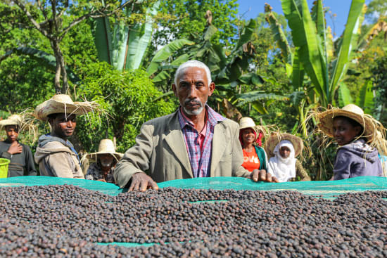 Mr. Bekele Gemeda - Halo Beriti - Washed - Ethiopia (Espresso Roast)