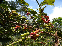 Karatina Kieni AA - Washed - Kenya (Filter Roast)