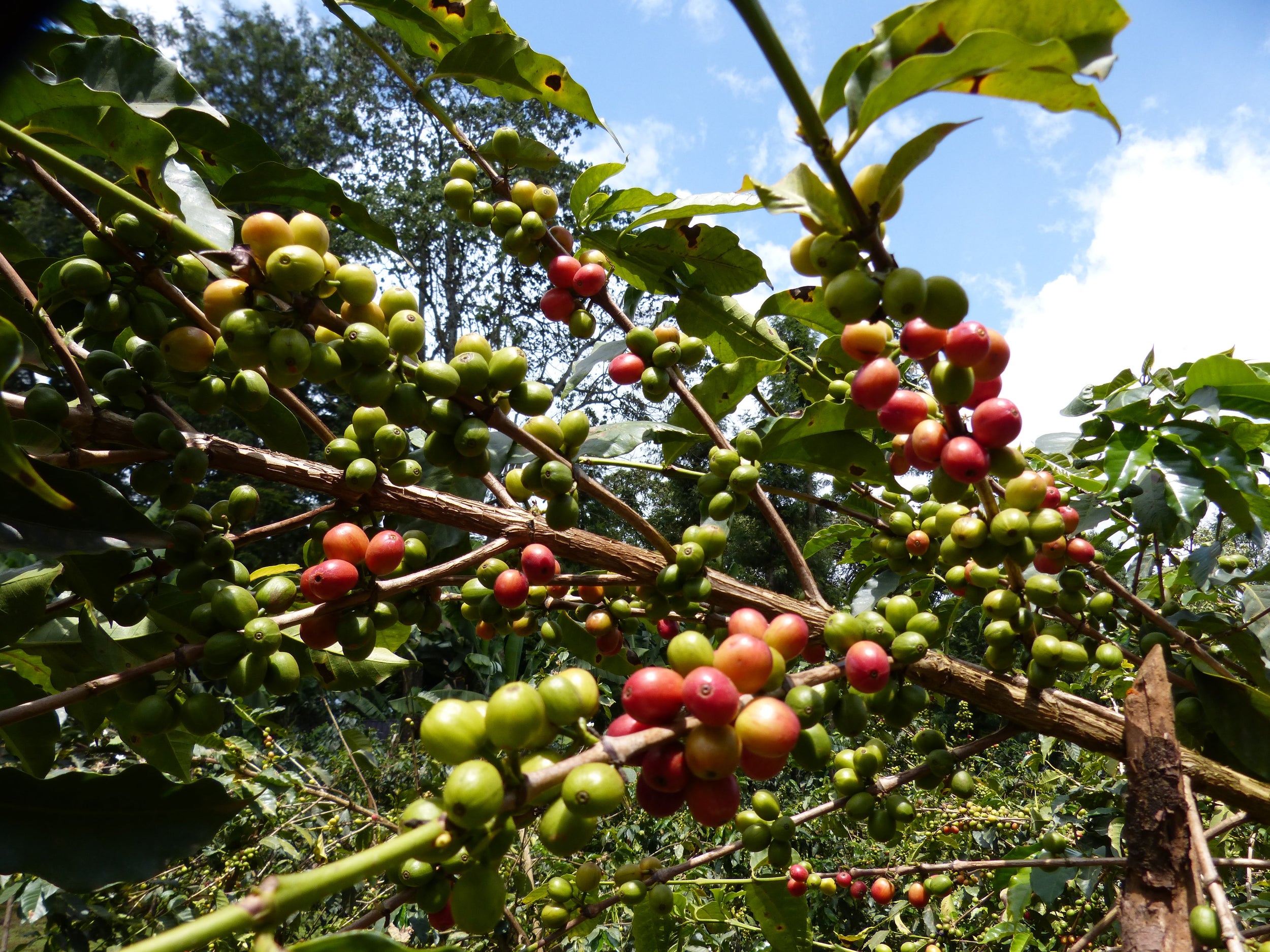 Karatina Kieni AA - Washed - Kenya (Filter Roast)