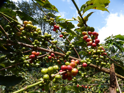 Karatina Kieni AA - Washed - Kenya (Filter Roast)